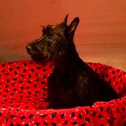 Cairn Terriers and Scottish Terriers from D & J SCOTTIES AND CAIRNS & Miniature Long haired Dachshunds