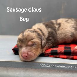 Sausage Claus - Dapple male Dachshund puppy in Montevallo, Alabama from Mallard's Miniature Dachshunds