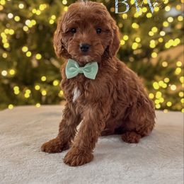 Olive - Red  male Goldendoodle puppy in Amarillo, Texas from Blackwater Doodles