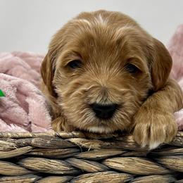 Green Male - Apricot male Goldendoodle puppy in Great Falls, Montana from Montana Goldendoodles
