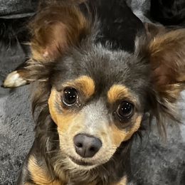 Indy - Chihuahua