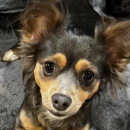 Indy - Chihuahua