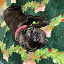 Dark pink collar - Black female Cane Corso puppy in Rochester, New York from Forbidden Fruits Kennels