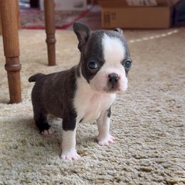Boston Terrier Puppies from The Boston Puppy