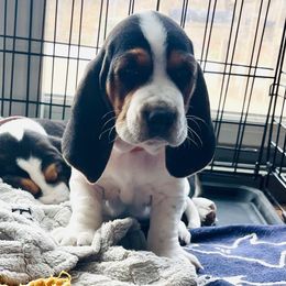 "Male - Orange Collar @ 6 wks" Basset Hound Puppies from Hounds of Fredville