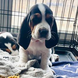 "Male - Orange Collar @ 6 wks" Basset Hound Puppies from Hounds of Fredville