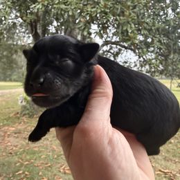 Willow - Black female Miniature Schnauzer puppy in Silver Creek, Mississippi from Mamie’s Minis, LLC