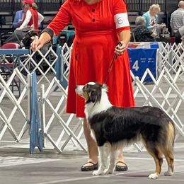 Australian Shepherd Puppies from Cu2 Aussies