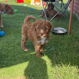 Cracker Jack - Yellow Collar - Red male Double Doodle puppy in Rowlett, Texas from Parrish Precious Ones Texas