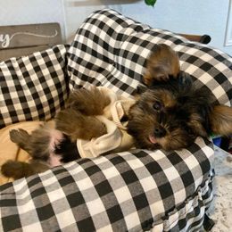 Little Alfie - Blue and gold male Yorkshire Terrier puppy in Yuma, Arizona from Yuma Yorkie