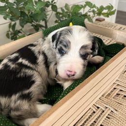 Smoky - White and blue merle male Bordoodle puppy in Valley Center, California from Circle R Valley Bordoodls