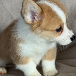 Dior - Fawn female Pembroke Welsh Corgi puppy in Huntington Beach, California from Gingerbread