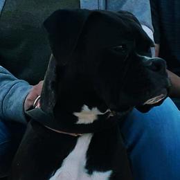 Senu - Boxer