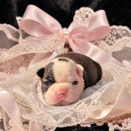 Black Brindle Dot Girl - Black and white female Boston Terrier puppy in San Antonio, Texas from JT Bostons