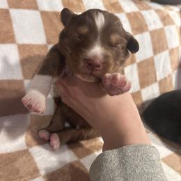 Patty - Red tri-color male Australian Shepherd puppy in Mcmillan, Michigan from Hall-N-Auss Australian shepherds