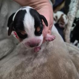 Boy 2 - Black white and tan male Beagle puppy in Medford, Oregon from Laceys AKC Beagles