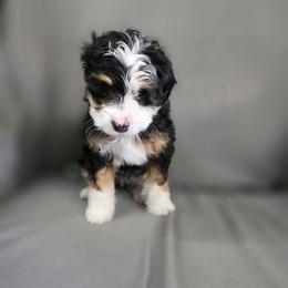 Bernedoodle puppies from Mt. Rainier Doodle Dogs