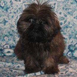 Shih Tzu Puppies from Gypsy Breeze Kennels