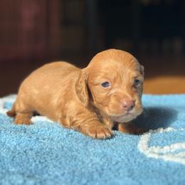 Tiny ee boy - Red male Dachshund puppy in Honolulu, Hawaii from A&A Mini Dachshunds