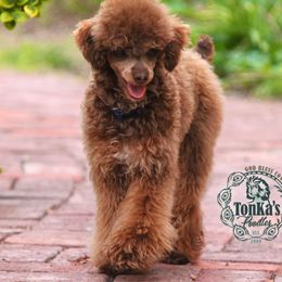 Rip - Poodle