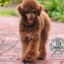 Rip - Poodle
