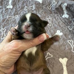 Scooter - Black gold and white male Shih Tzu puppy in Mineola, Texas from RL Phillips Shihtzus