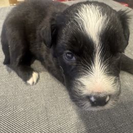 Winter - Black & white female Miniature Australian Shepherd puppy in Alexandria, Virginia from Fairfax Aussies