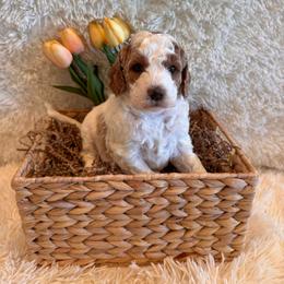 Micah - Parti female Goldendoodle puppy in Bucyrus, Missouri from Hill Top Pomskies