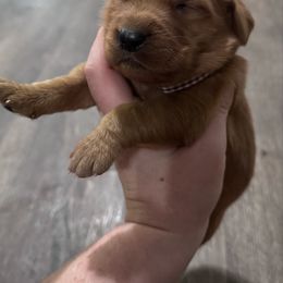Boy 7 - Dark golden male Golden Retriever puppy in Pekin, Illinois from Solari Kennels