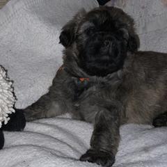 Bouvier des Flandres Puppies from Abken Bouviers