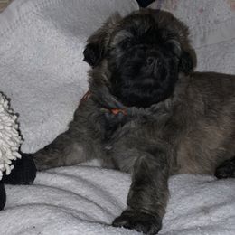 Bouvier des Flandres Puppies from Abken Bouviers