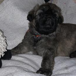 Bouvier des Flandres Puppies from Abken Bouviers