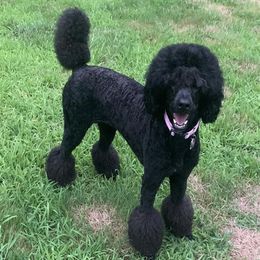 Ruby - Poodle
