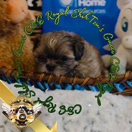 Chihuahua and Shih Tzu Puppies from C&E Royal Shih Tzu