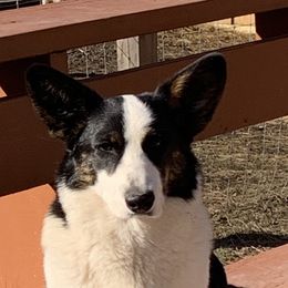Daphne - Cardigan Welsh Corgi