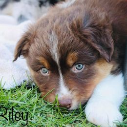 Australian Shepherd Puppies from Tru Blu Aussies