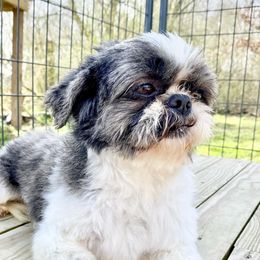 Noble - Shih Tzu