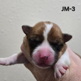 JM-3 - Sable male Pembroke Welsh Corgi puppy in Ely, Minnesota from RJ's Corgis