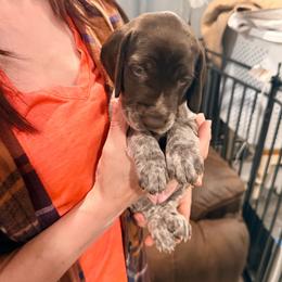 Mera - Liver and white female German Shorthaired Pointer puppy in Plymouth, Wisconsin from Oak Country GSP's