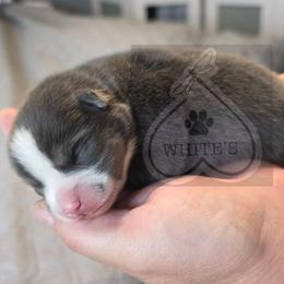 Stella - Blue female Pomsky puppy in Spokane, Washington from CJ White's Poms and Pomskies