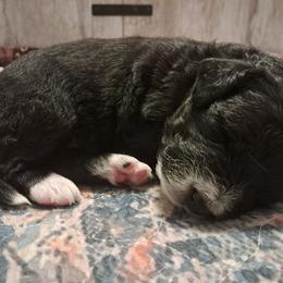 Haddon - male Golden Mountain Doodle puppy in Northumberland, Pennsylvania from Light and Life Doodles
