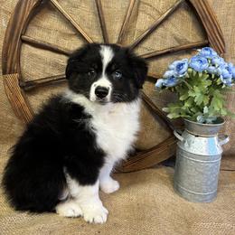 Black Tri Male ONE BLUE EYE - Black tri male Miniature American Shepherd puppy in Cowlitz County, Washington from Pleasant Woods Miniature American Shepherds