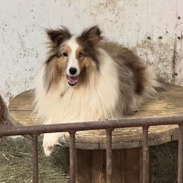 Macy - Shetland Sheepdog