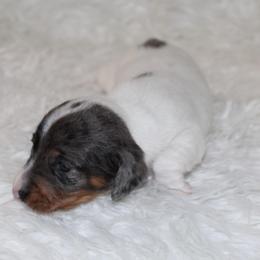 Dapple Piebald Girl - Dapple female Dachshund puppy in Lily, Kentucky from Little Acres Miniature Dachshunds