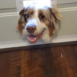 Australian Shepherd Puppies from Middle Fork Australian Shepherds