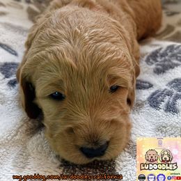 Starfish - Apricot female Goldendoodle puppy in Santa Cruz, California from Lu Doodles