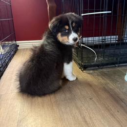 Black tri female 2 - Black tri-color female Australian Shepherd puppy in Riverton, Utah from Prestige Aussies