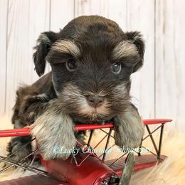 Miniature Schnauzers from Lucky Charmed Schnauzers
