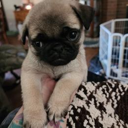 Tiny boy - Fawn male Pug puppy in Tacoma, Washington from Precious Princess Pugs