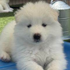 Purple Boy - White male Samoyed puppy in Fallbrook, California from DelMar Dreams Samoyeds